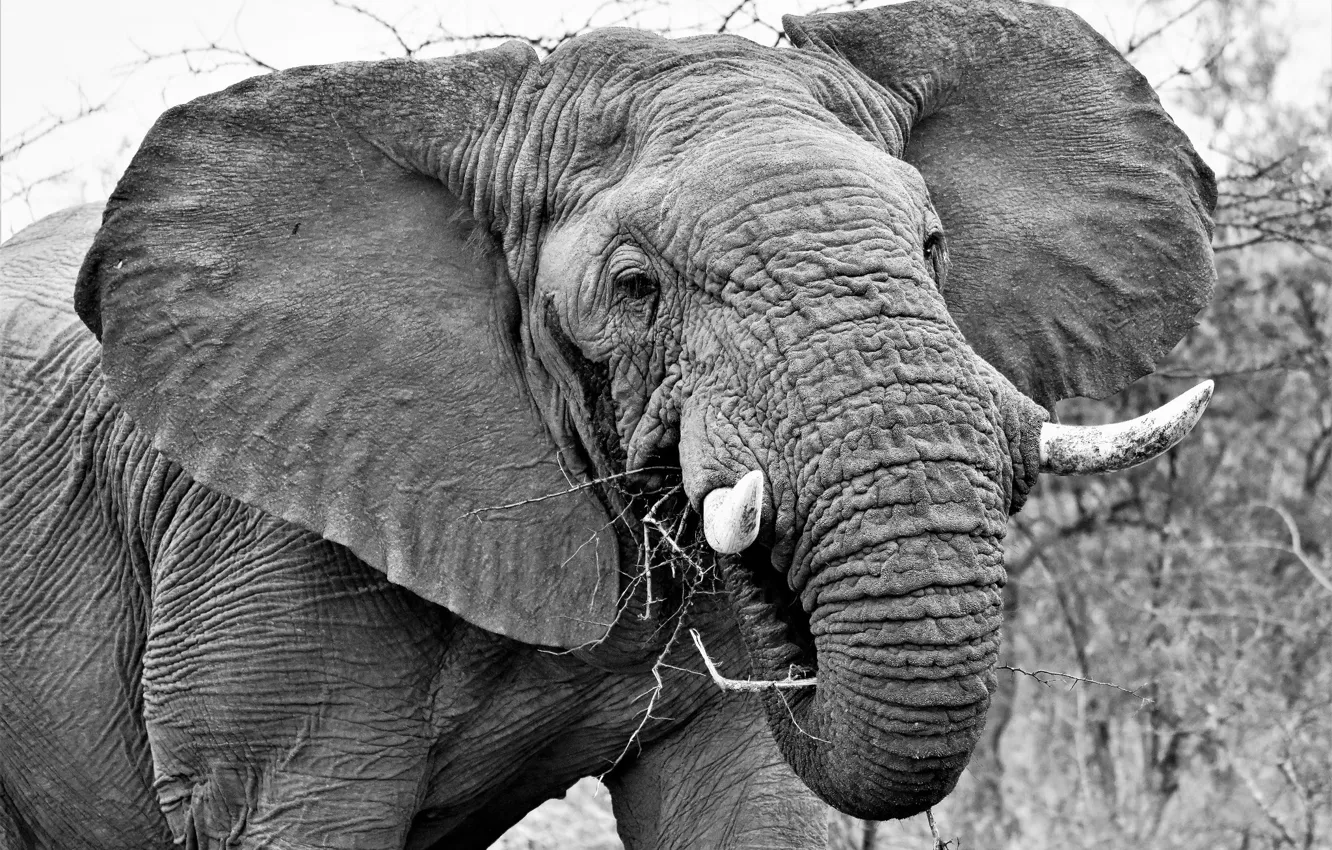 Photo wallpaper elephant, leather, ears, tusks