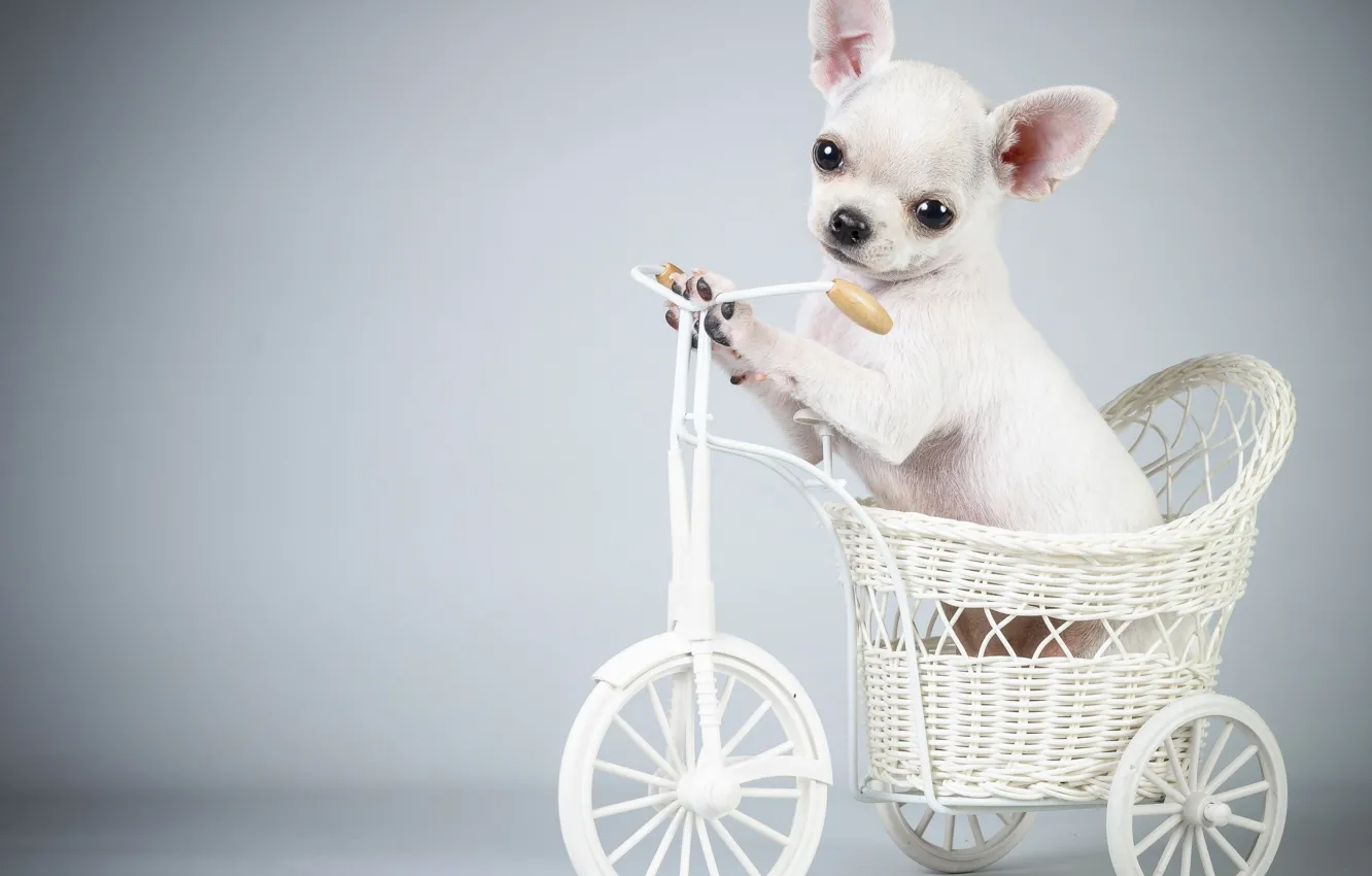 Photo wallpaper bike, dog, puppy, puppy, Bicycle, the dog