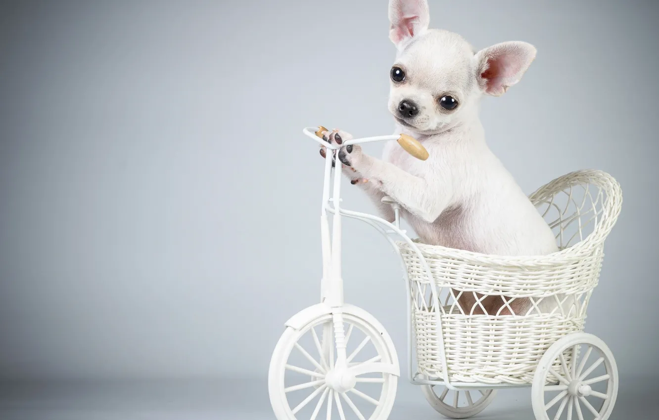 Photo wallpaper bike, dog, puppy, bicycle, puppy, the dog