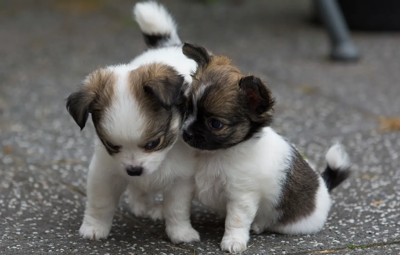 Photo wallpaper dog, baby, puppy