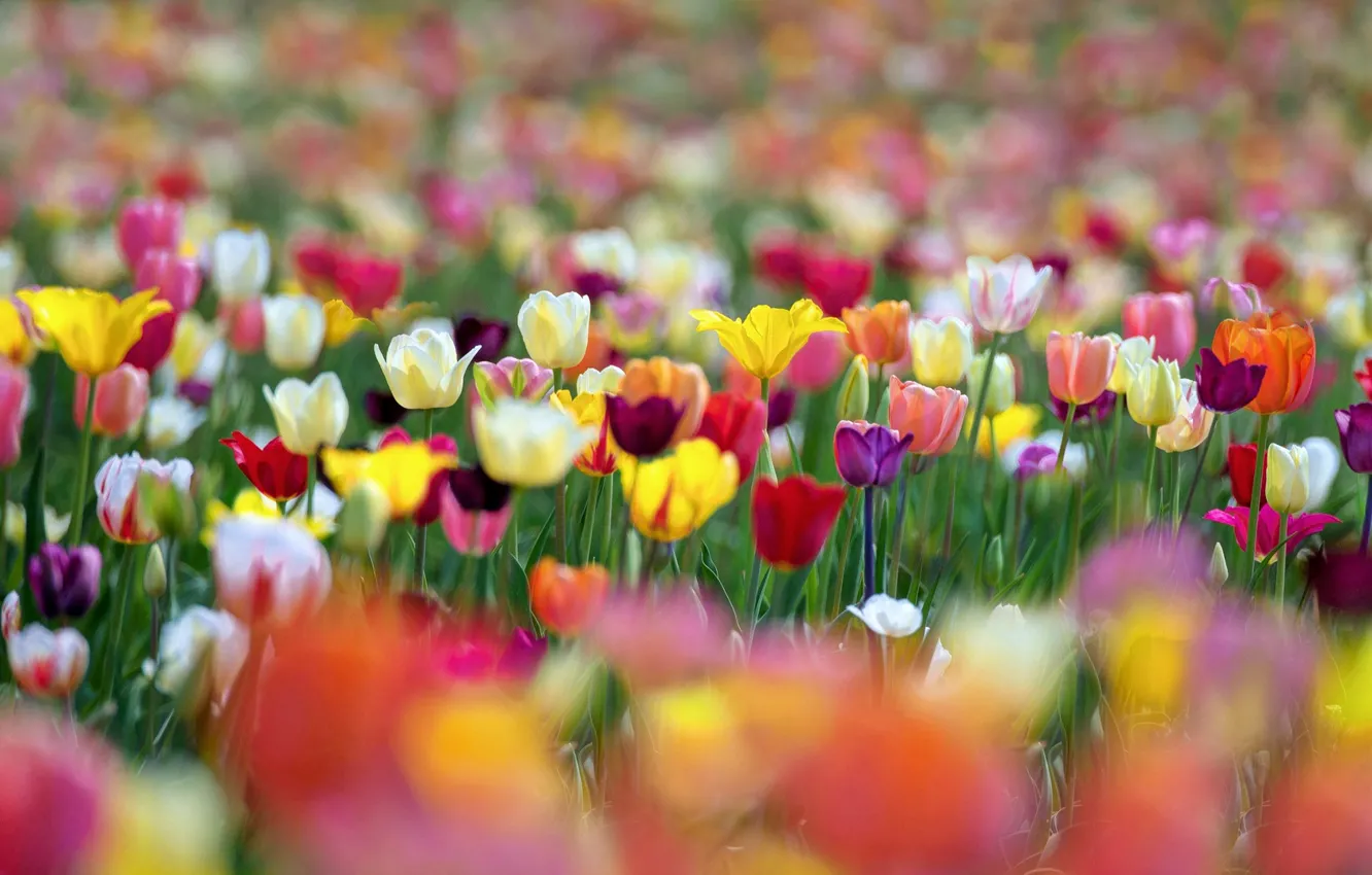 Photo wallpaper flowers, paint, spring, tulips, bokeh