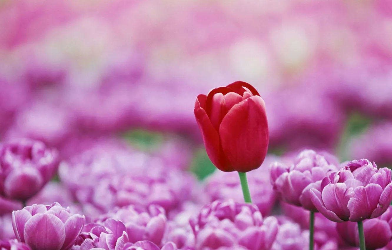 Photo wallpaper colorful, red, flower, photography, pink, macro, color, Tulip