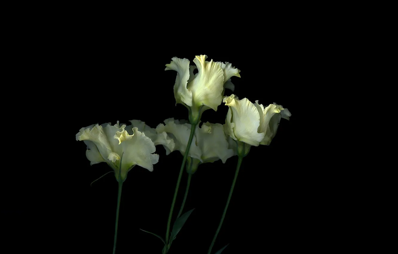Photo wallpaper light, background, shadow, petals, stem, tulips