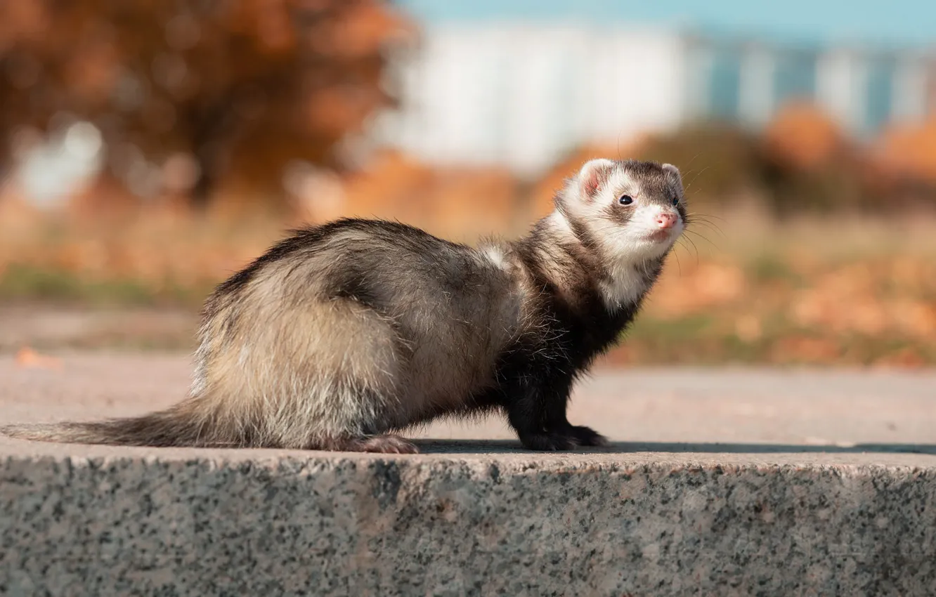 Photo wallpaper autumn, look, light, nature, the city, pose, Park, street