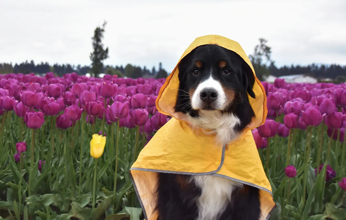 Photo wallpaper field, look, flowers, yellow, nature, pose, dog, spring
