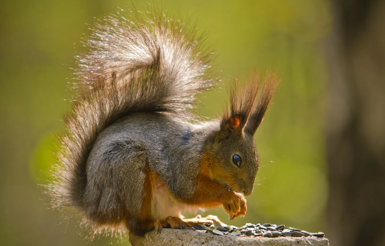 Photo wallpaper ate, protein, sitting, seeds