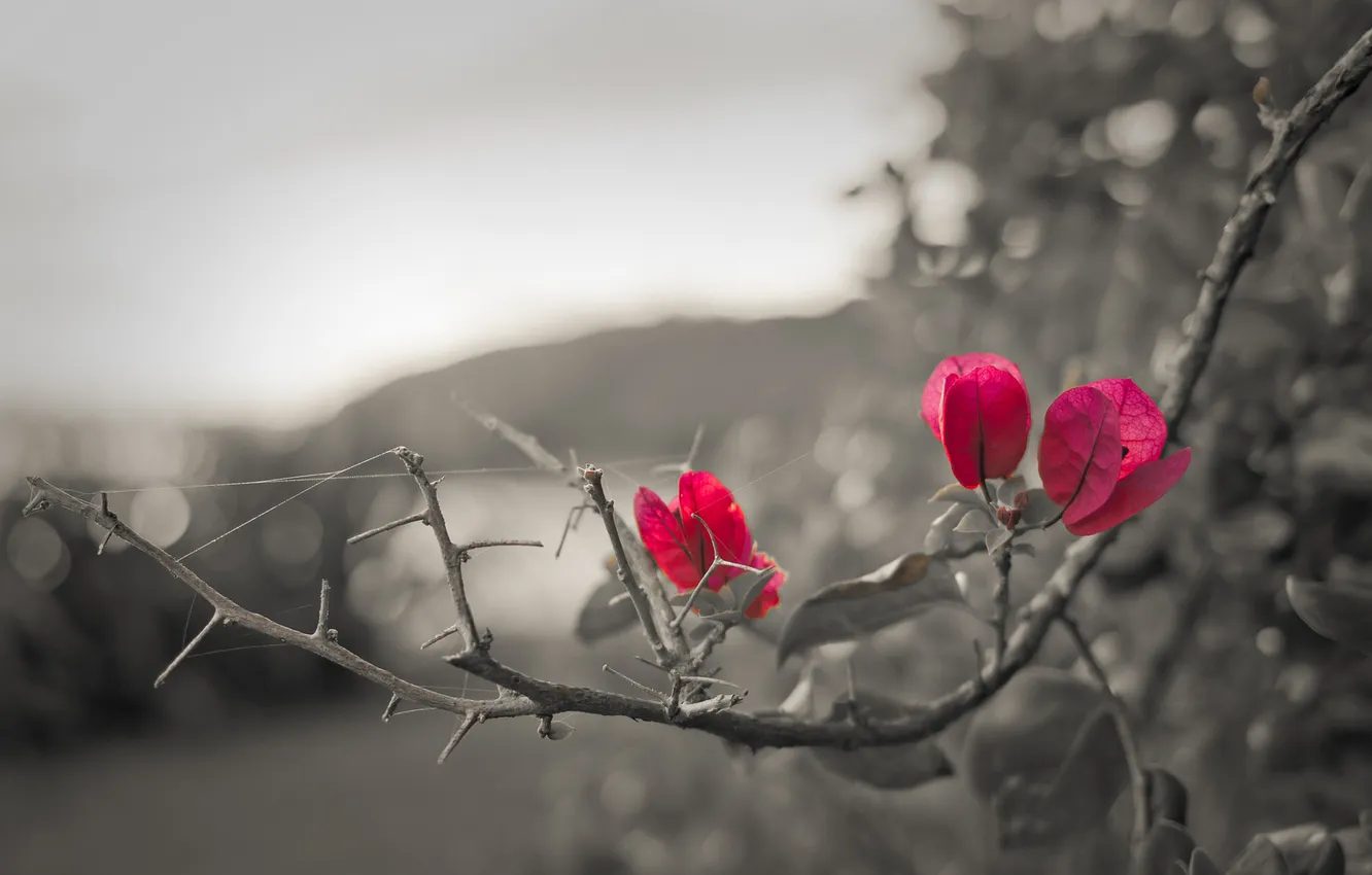 Photo wallpaper macro, flowers, black and white, pink, bougainvillea, Bougainvillea