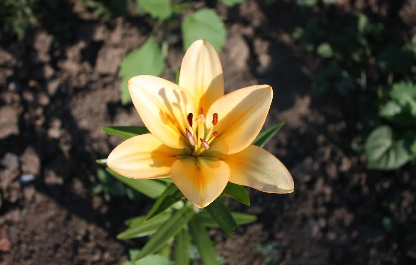 Photo wallpaper flowers, Lily, beautiful