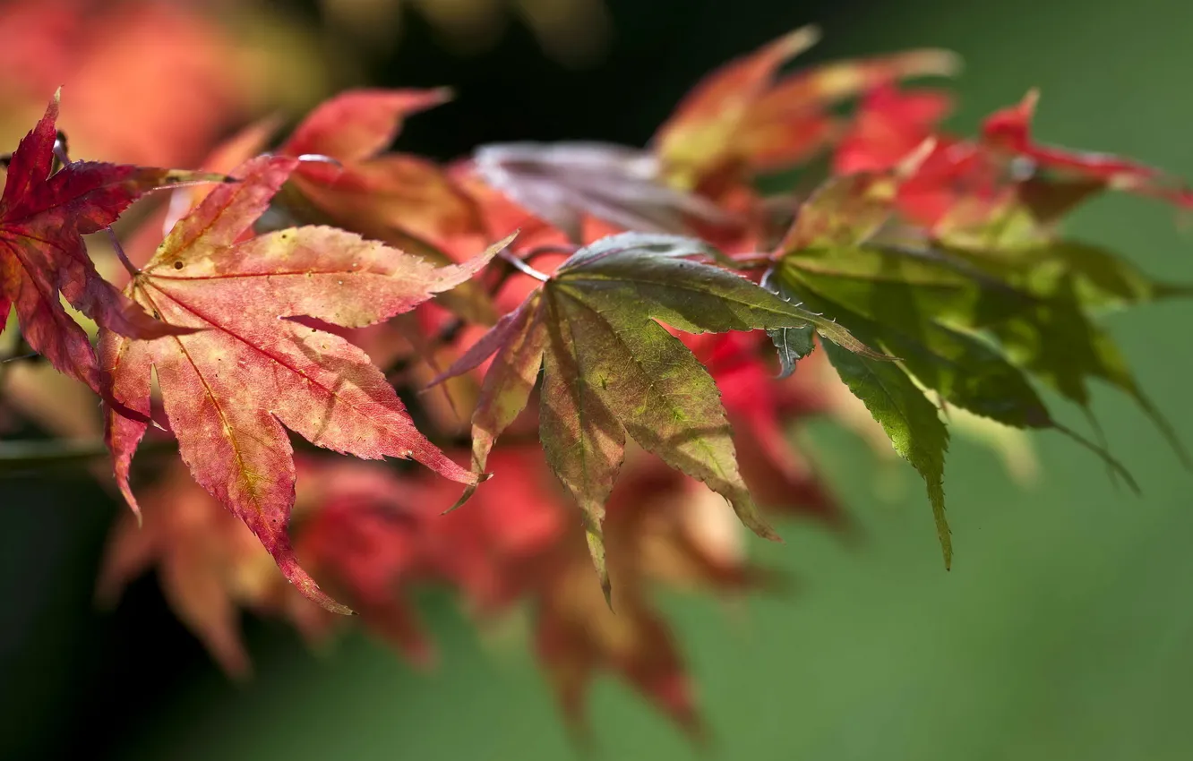 Photo wallpaper autumn, leaves, nature