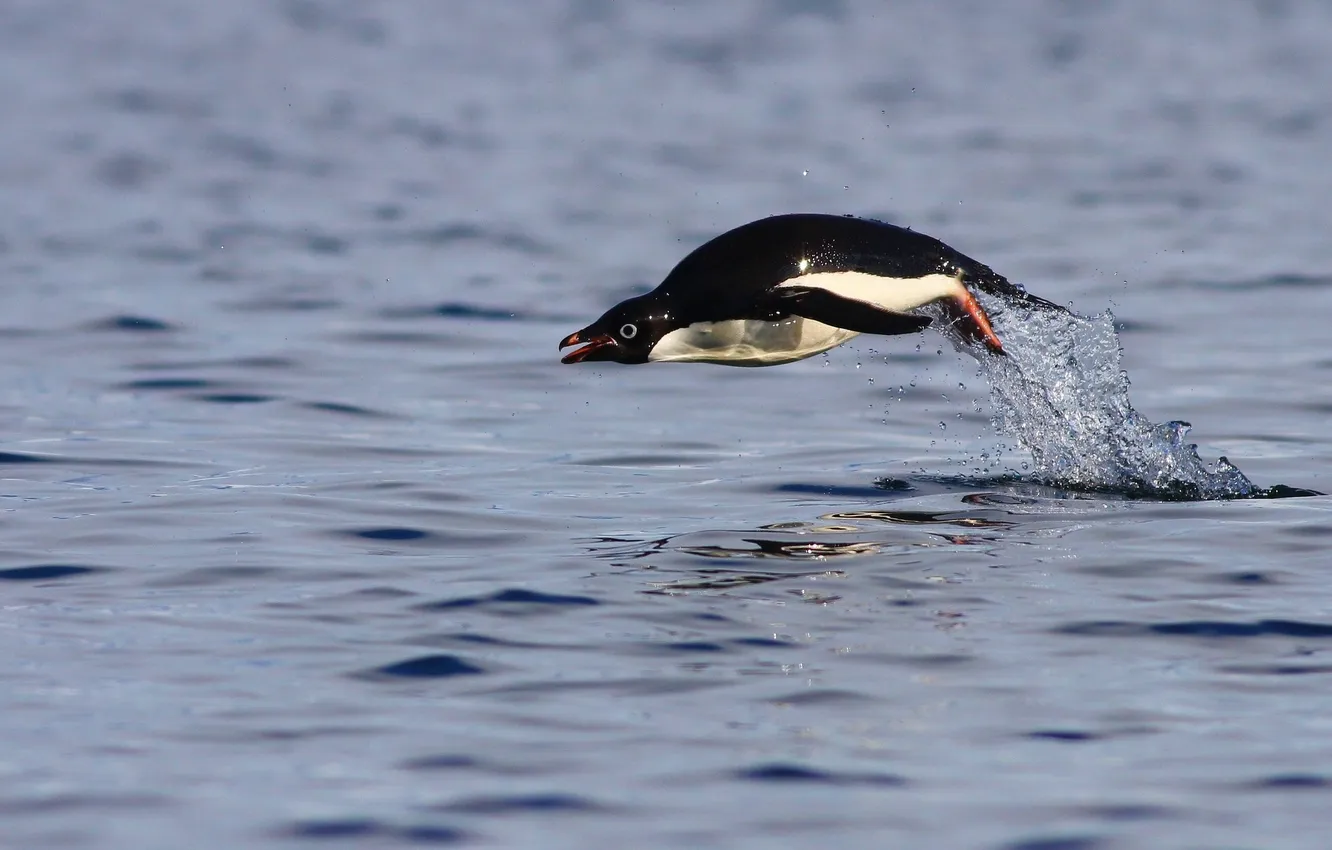 Photo wallpaper water, jump, The Adelie Penguin