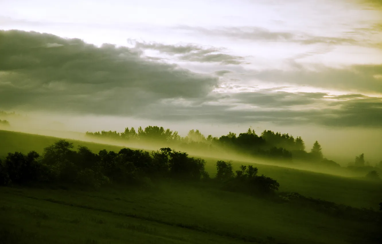 Photo wallpaper forest, fog, slope, meadow