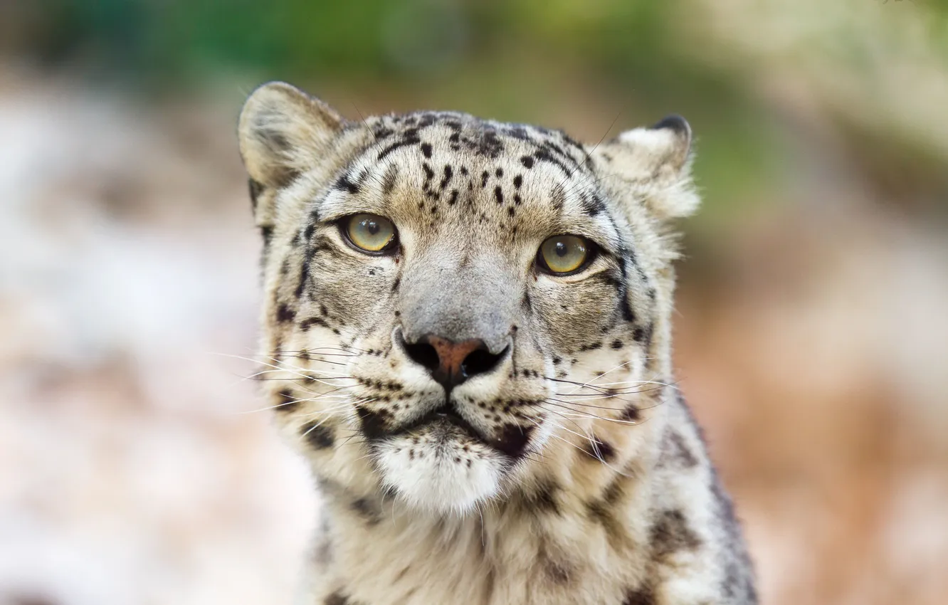 Photo wallpaper cat, look, face, IRBIS, snow leopard
