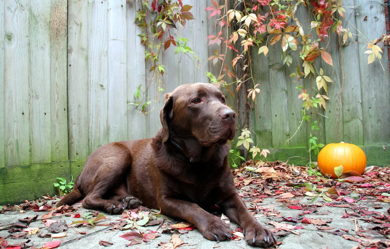 Photo wallpaper look, each, dog