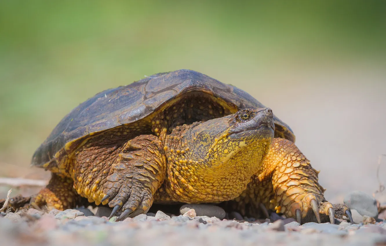 Photo wallpaper look, turtle, land