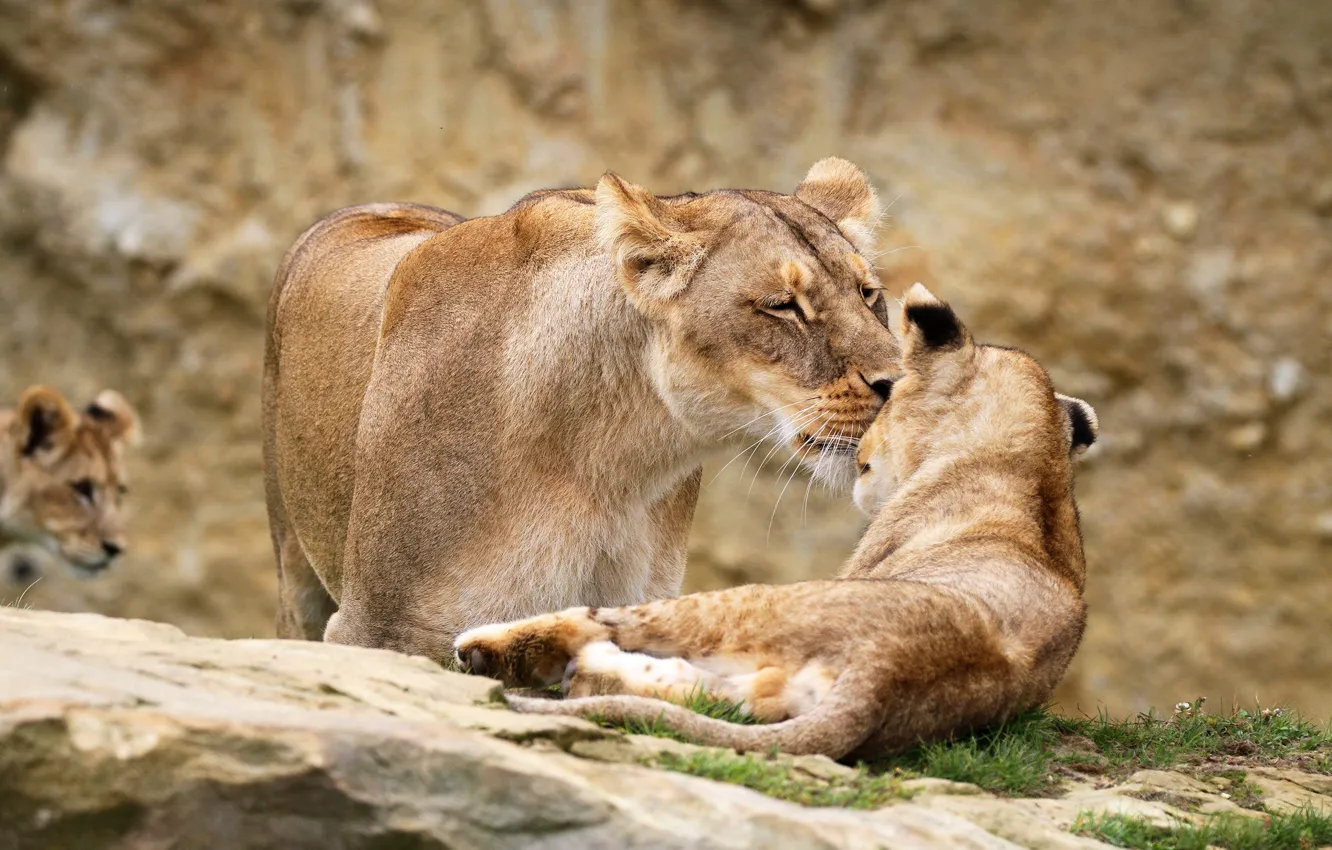 Photo wallpaper nature, stone, kiss, baby, pair, lies, weasel, wild cats