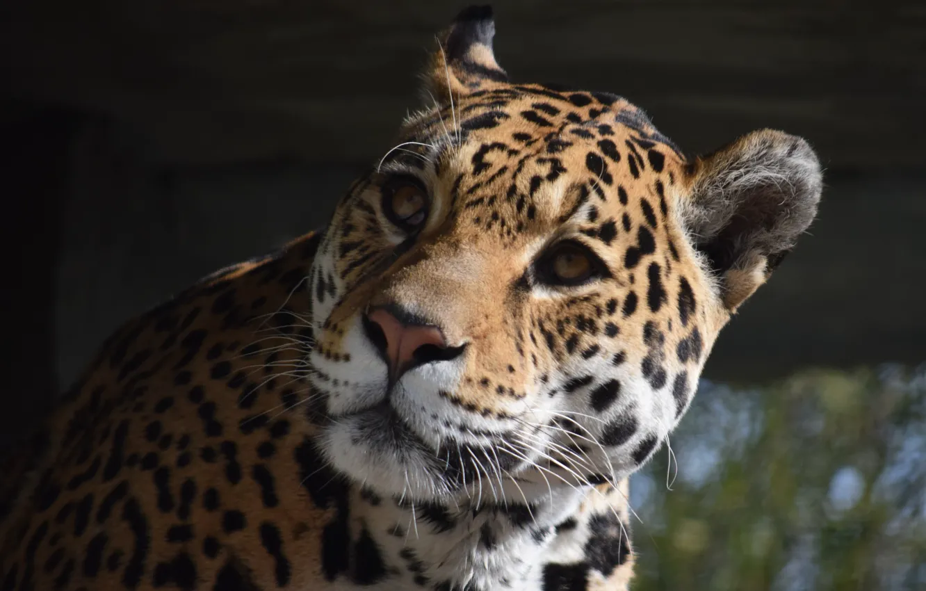 Photo wallpaper Cat, Jaguar, Face, Animal