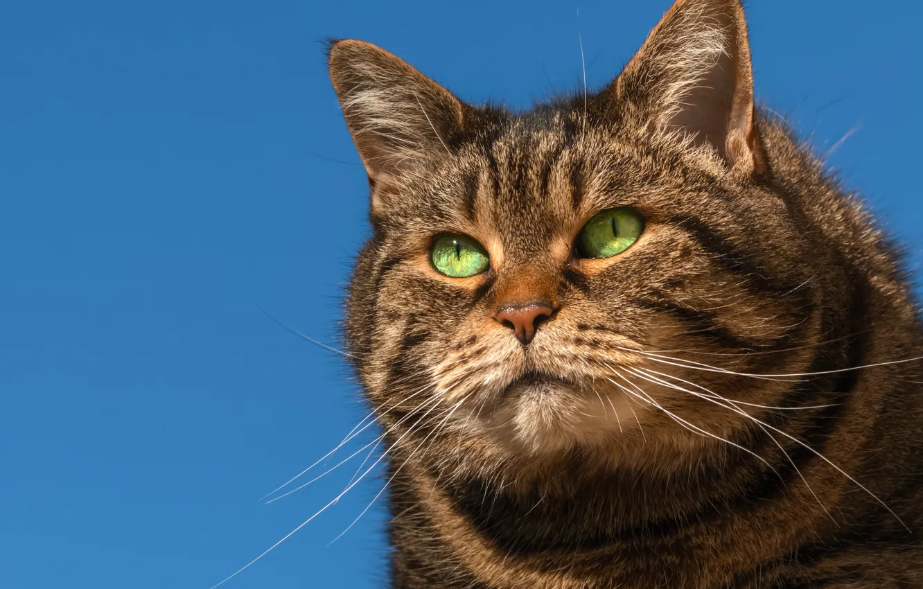 Photo wallpaper cat, look, background, portrait, muzzle, important, kotofeich