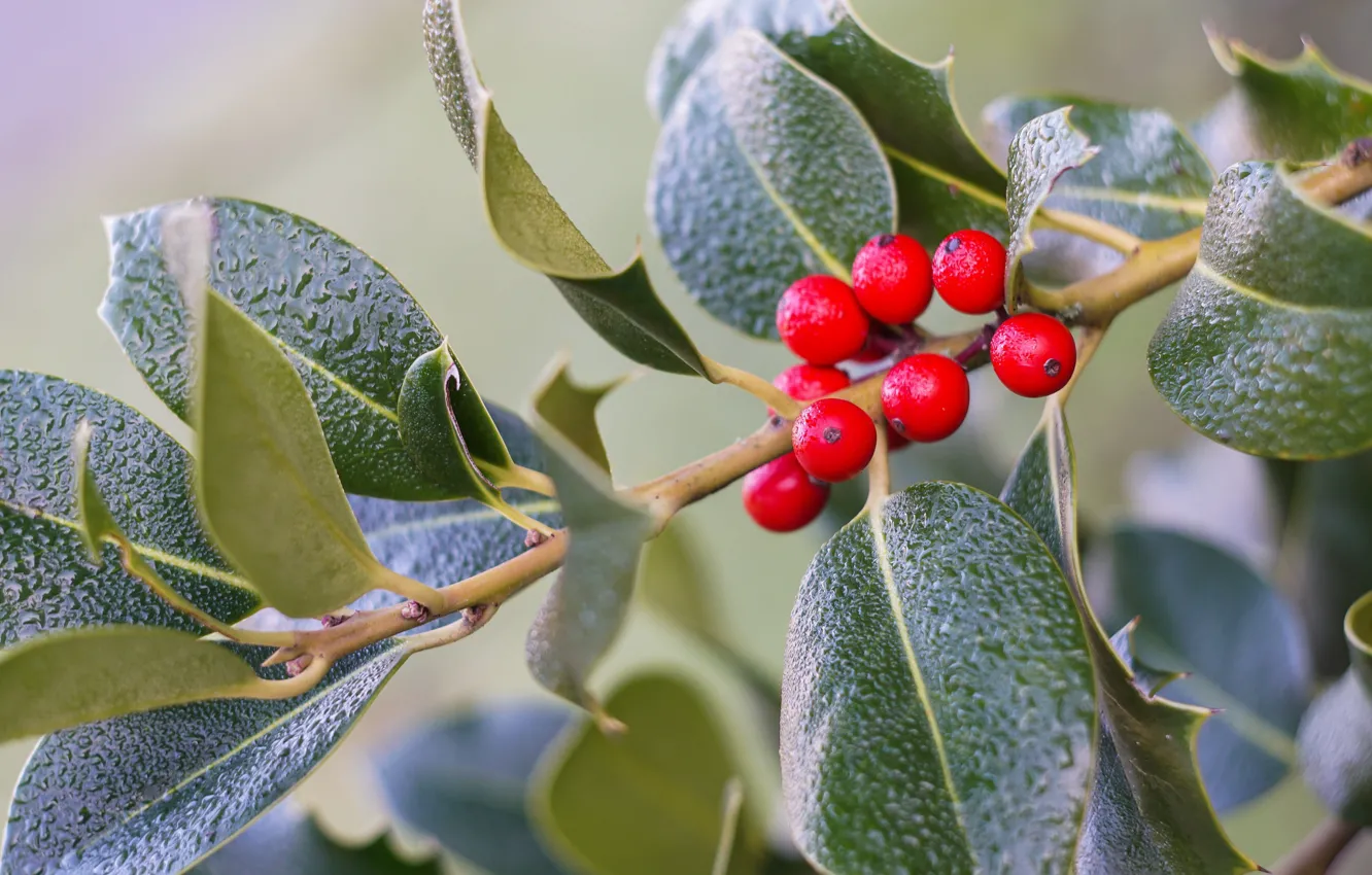 Photo wallpaper branches, nature, the bushes, red berries