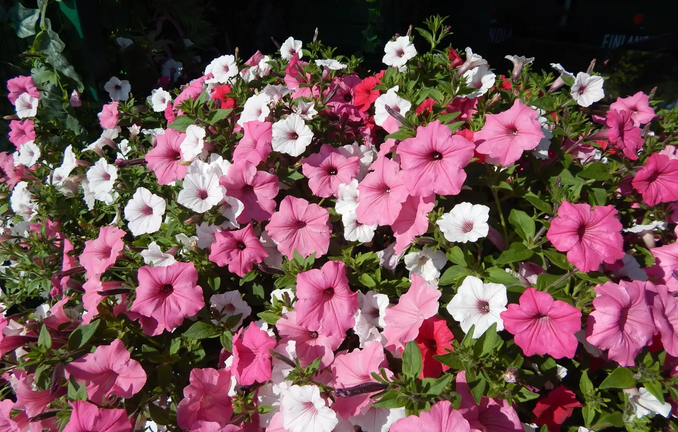 Photo wallpaper Flowers, Kolory, decoration, Krzak