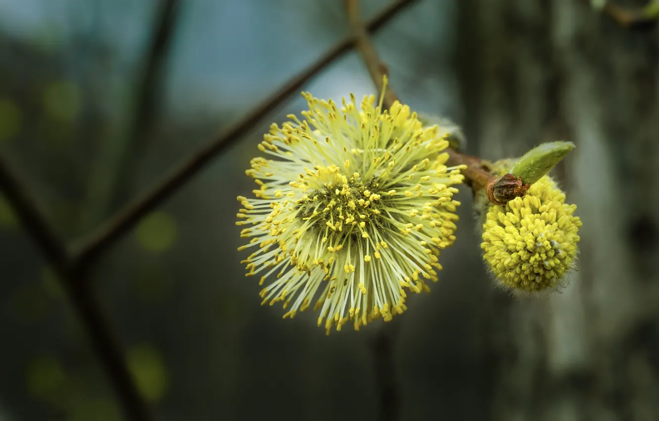 Photo wallpaper forest, the sun, macro, trees, flowers, yellow, spring, forest