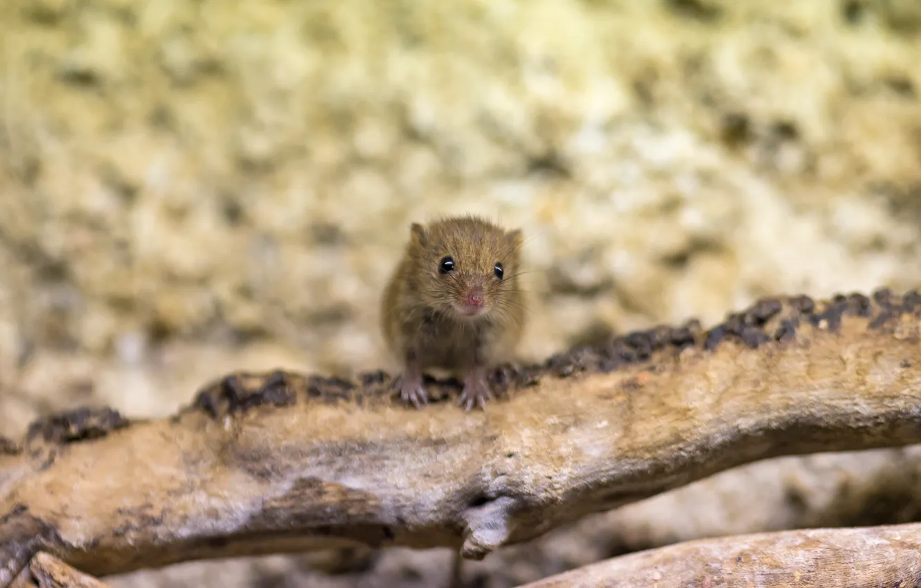 Photo wallpaper look, face, mouse, mouse, snag, rodent, ©Tambako The Jaguar