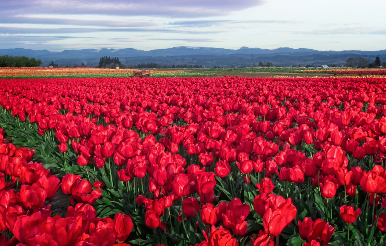Photo wallpaper field, flowers, red, spring, tulips, a lot, plantation, Tulip