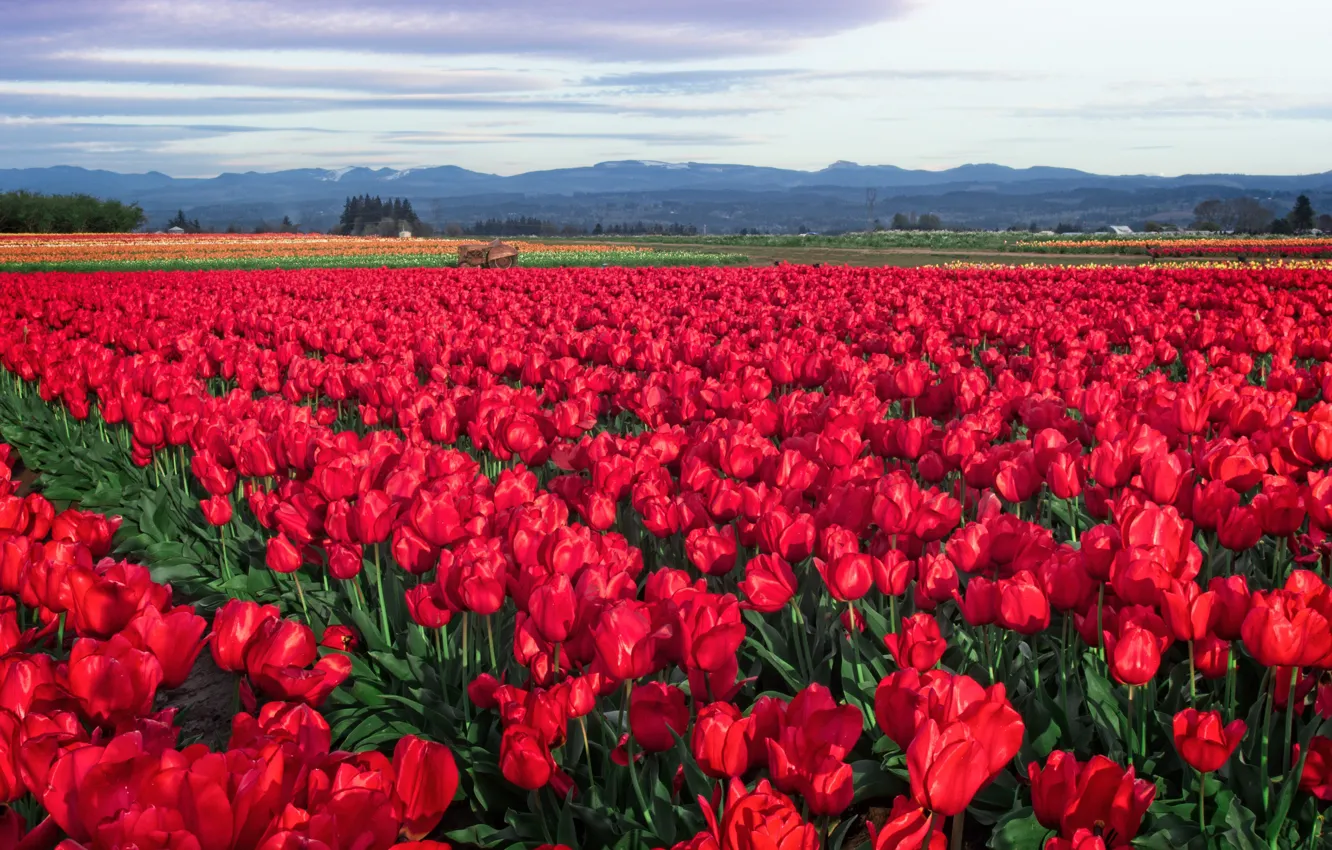 Photo wallpaper field, flowers, spring, tulips, red, a lot, plantation, Tulip