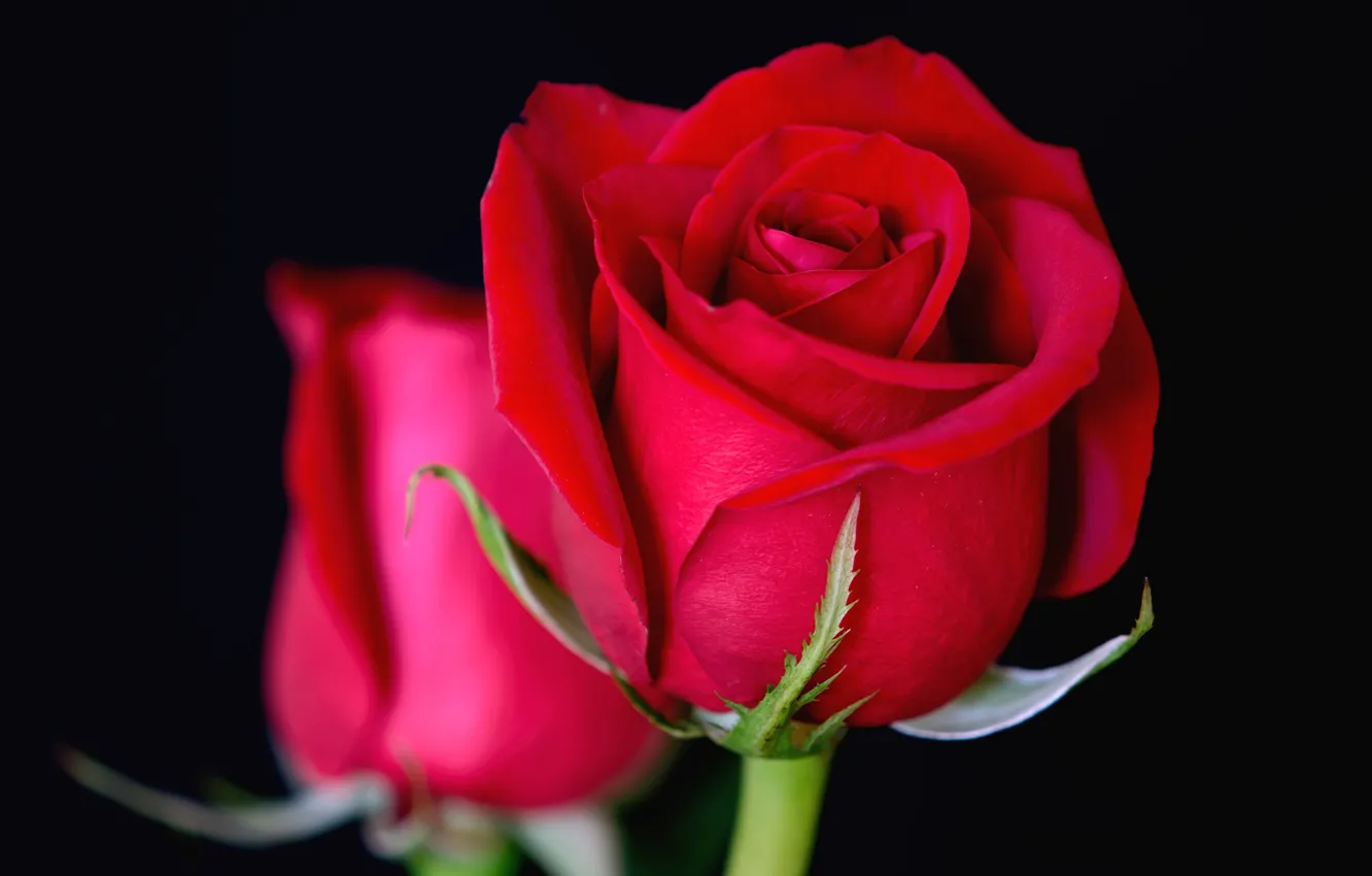 Photo wallpaper macro, roses, buds, al