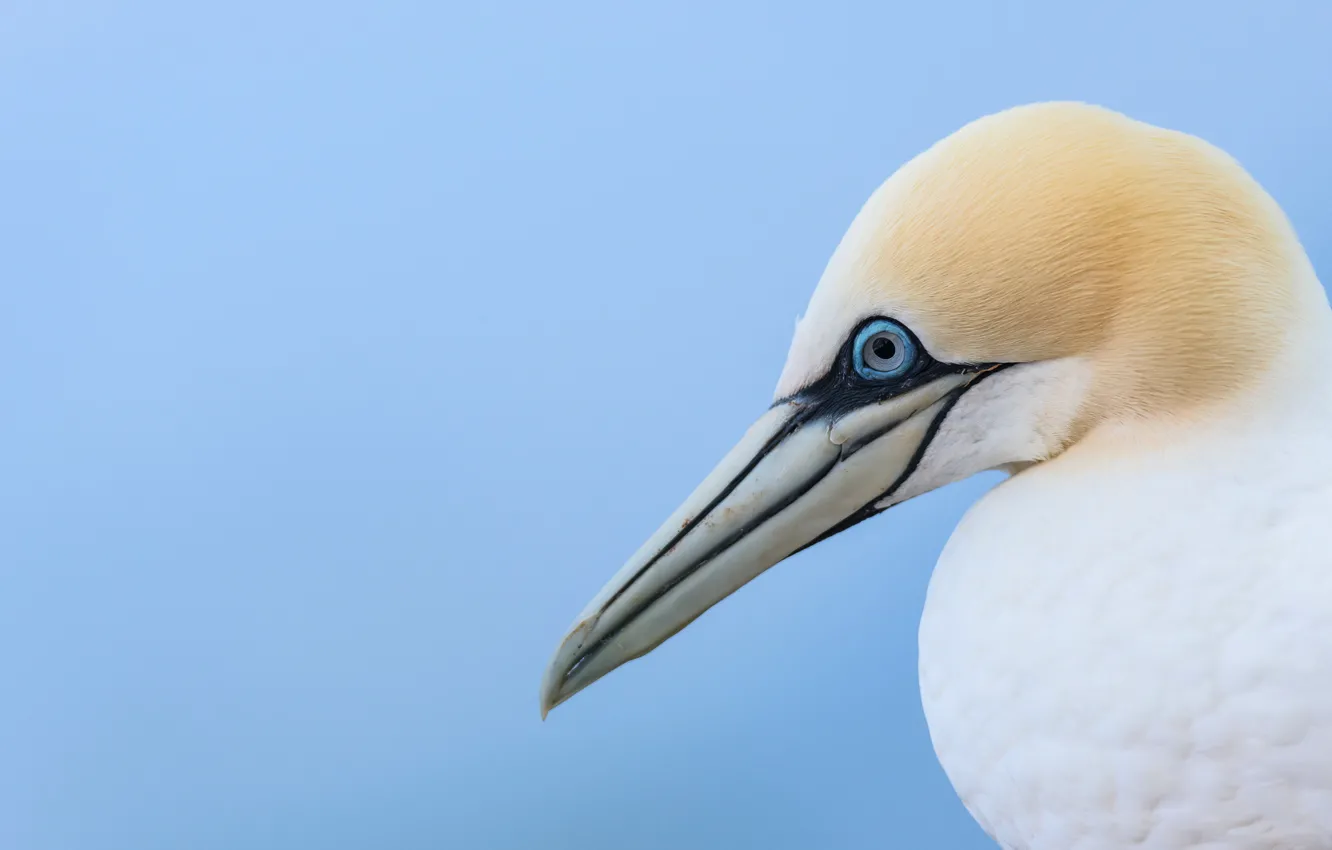 Photo wallpaper bird, beak, the Northern Gannet