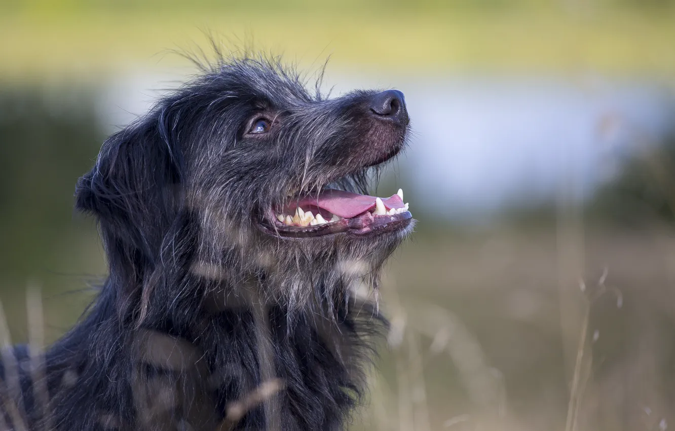 Photo wallpaper language, dog, profile