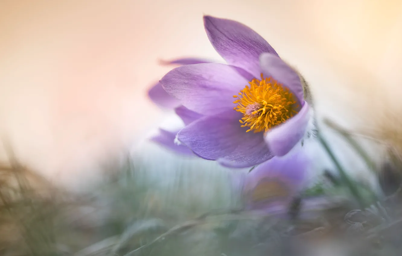 Photo wallpaper flowers, nature, spring