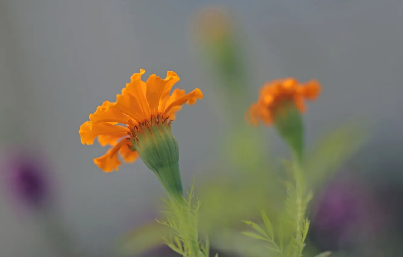 Photo wallpaper flowers, nature, plant, petals, stem