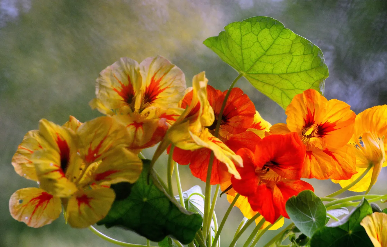 Photo wallpaper leaves, macro, petals, garden