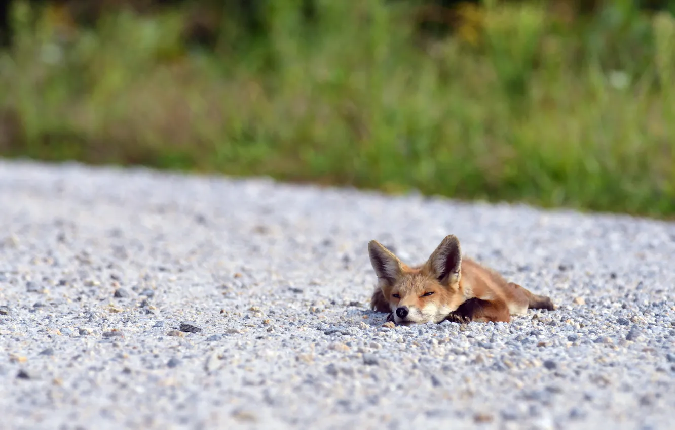 Photo wallpaper road, summer, Fox