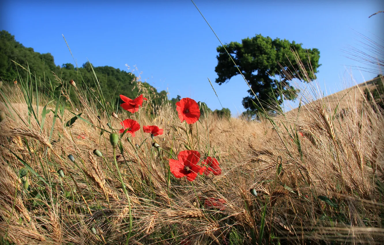 Photo wallpaper field, the sky, trees, flowers, Maki