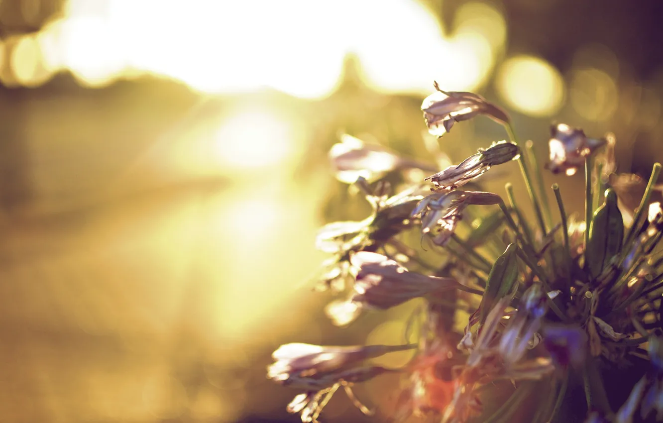 Photo wallpaper leaves, the sun, flowers, background, widescreen, Wallpaper, wallpaper, flowers