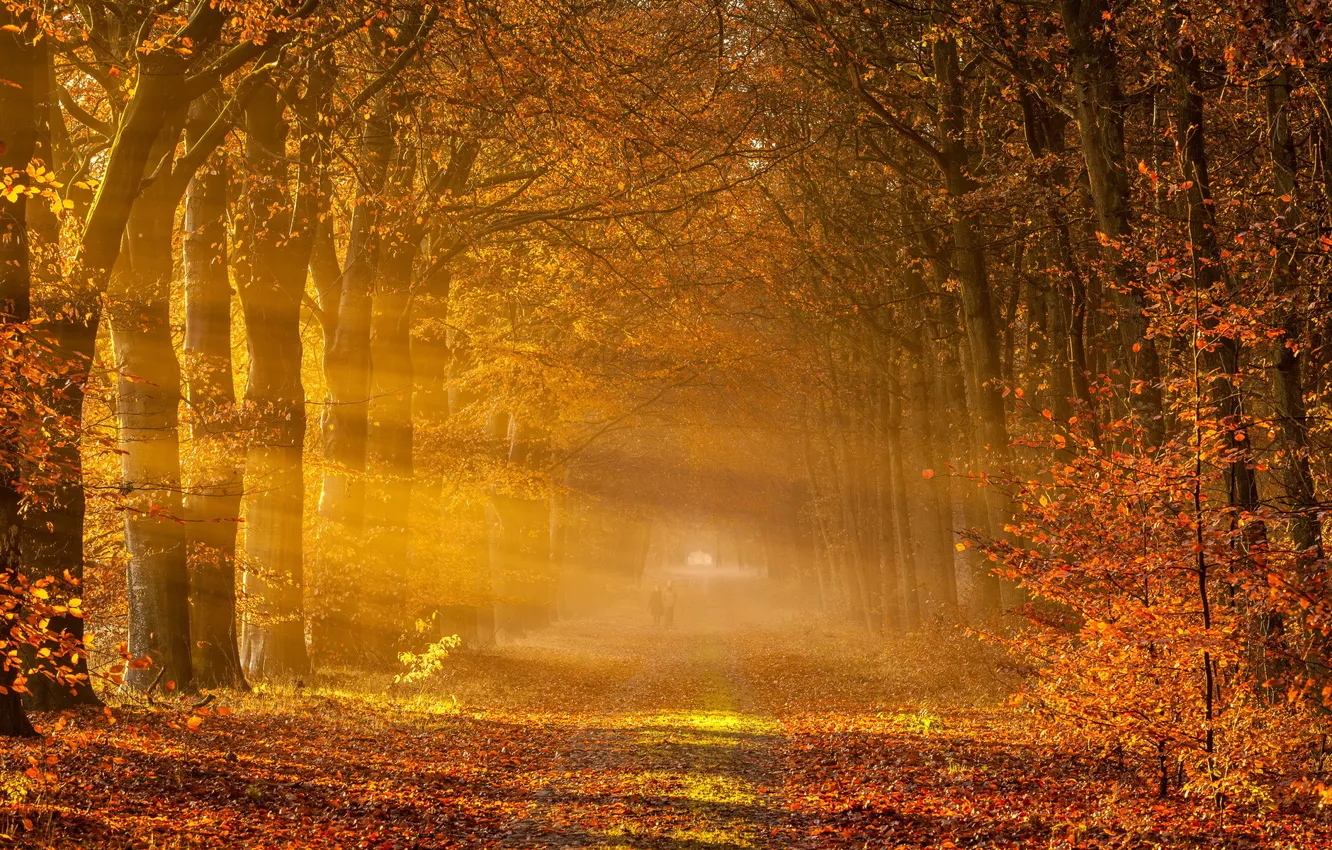 Photo wallpaper road, autumn, trees, landscape