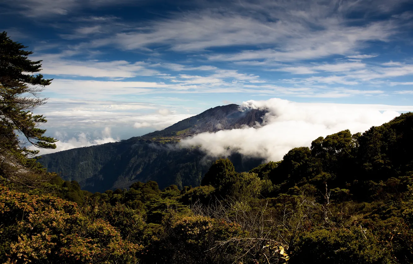Photo wallpaper forest, the sky, clouds, trees, mountains, branches, fog, blue