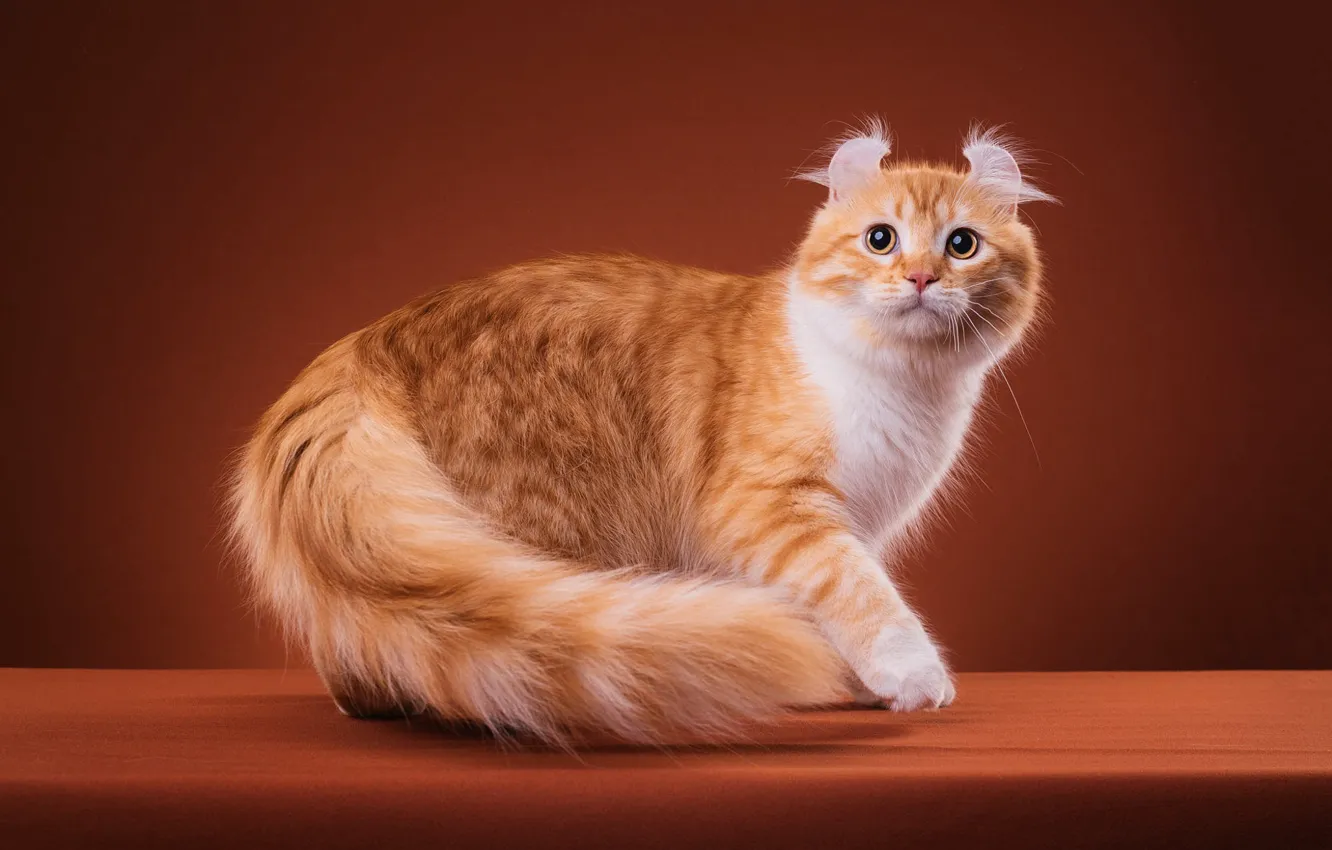 Photo wallpaper cat, cat, look, pose, sweetheart, fluffy, muzzle, red