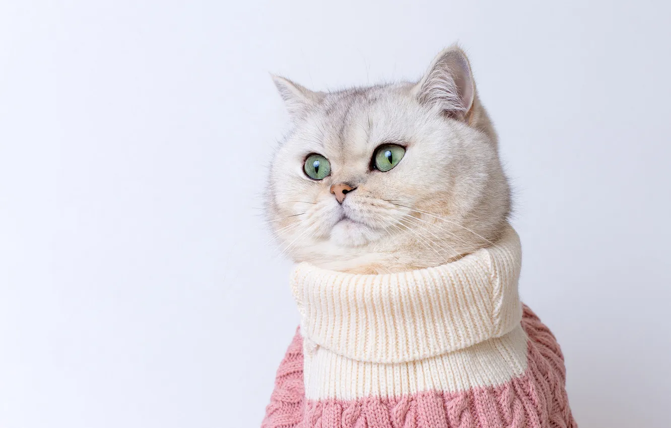 Photo wallpaper cat, white, cat, look, pose, portrait, collar, white background