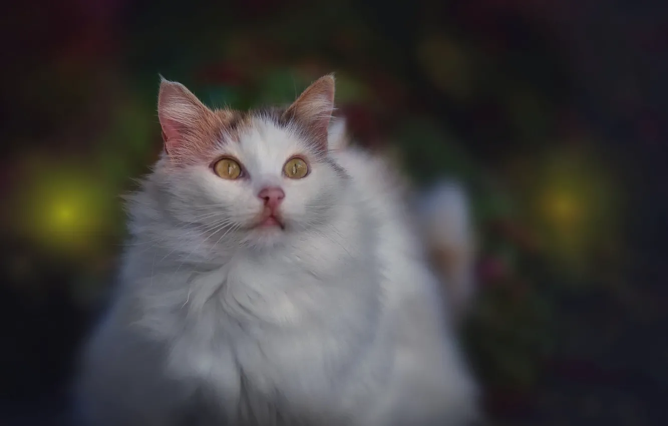 Photo wallpaper cat, cat, background, fluffy, cat