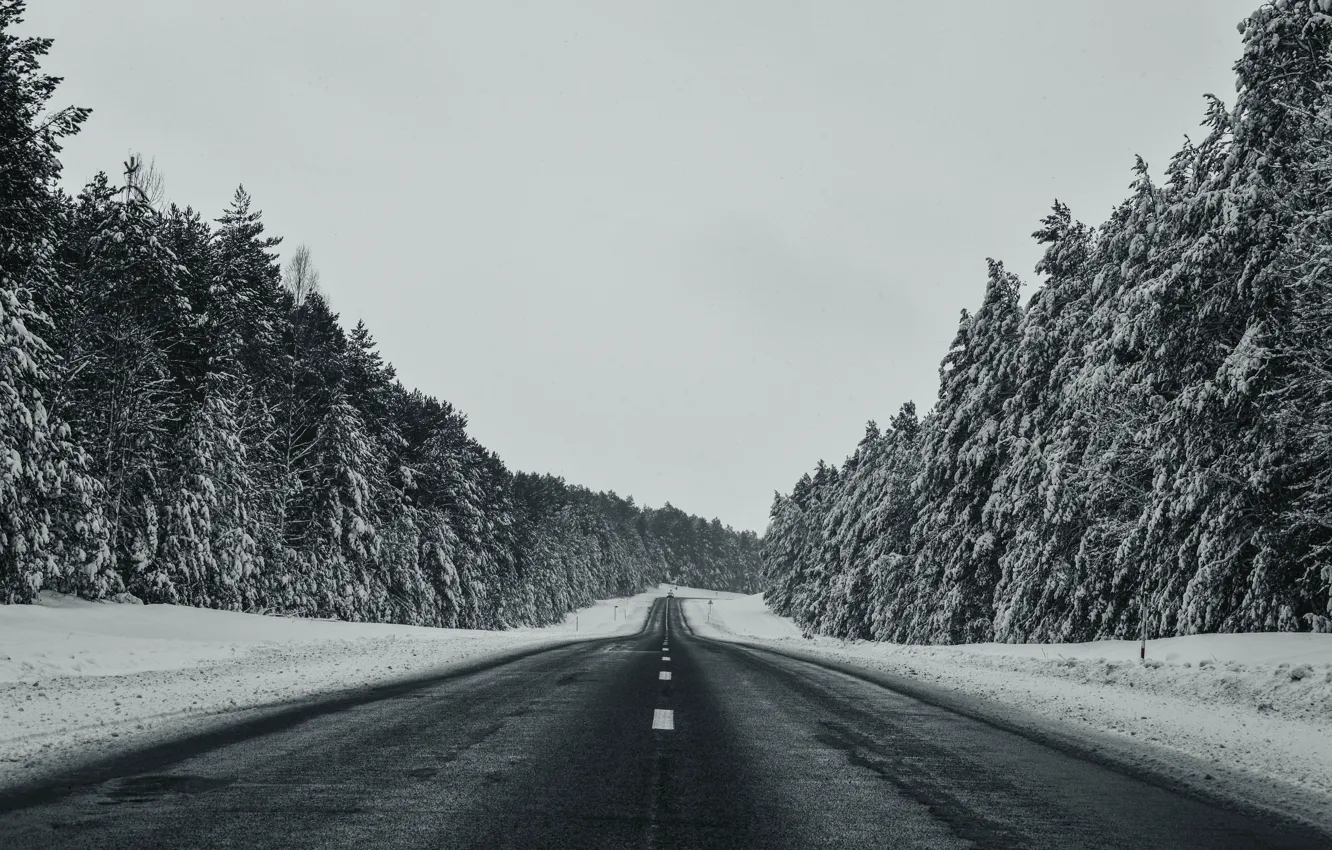 Photo wallpaper winter, forest, Wallpaper, painting