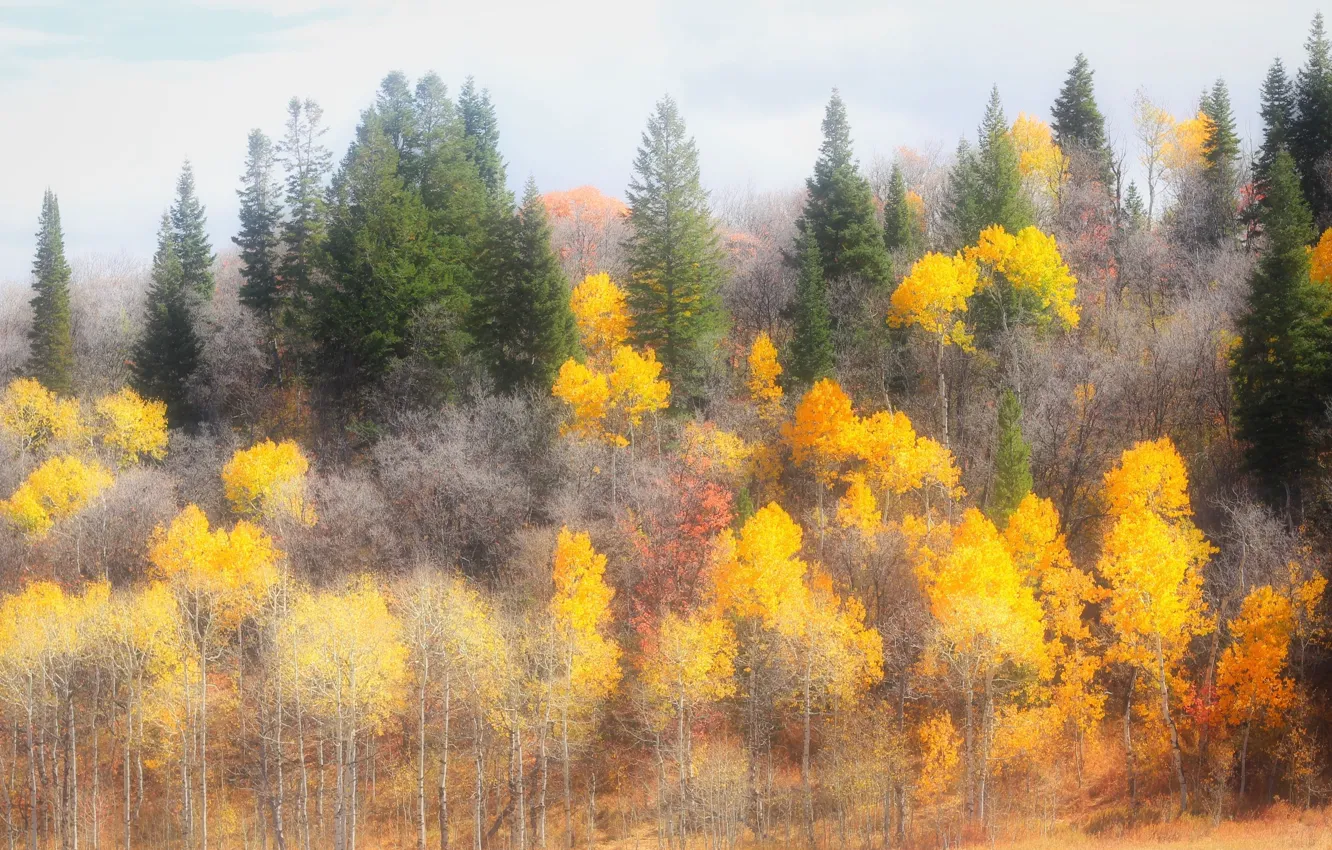 Photo wallpaper autumn, forest, the sky, trees, yellow, nature, foliage, ate