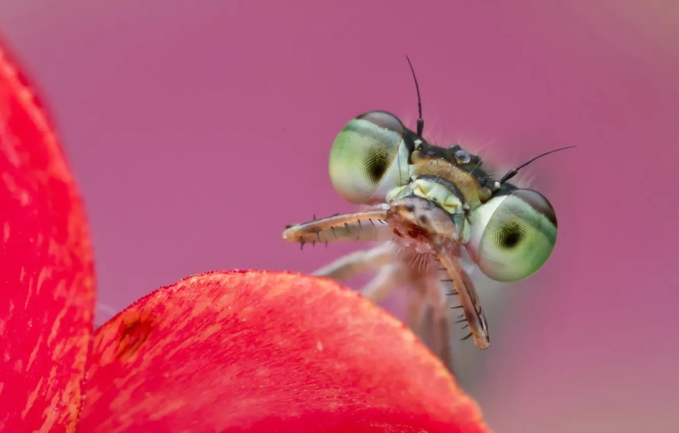 Photo wallpaper eyes, macro, insects, nature, leaf, mantis, nature, eyes