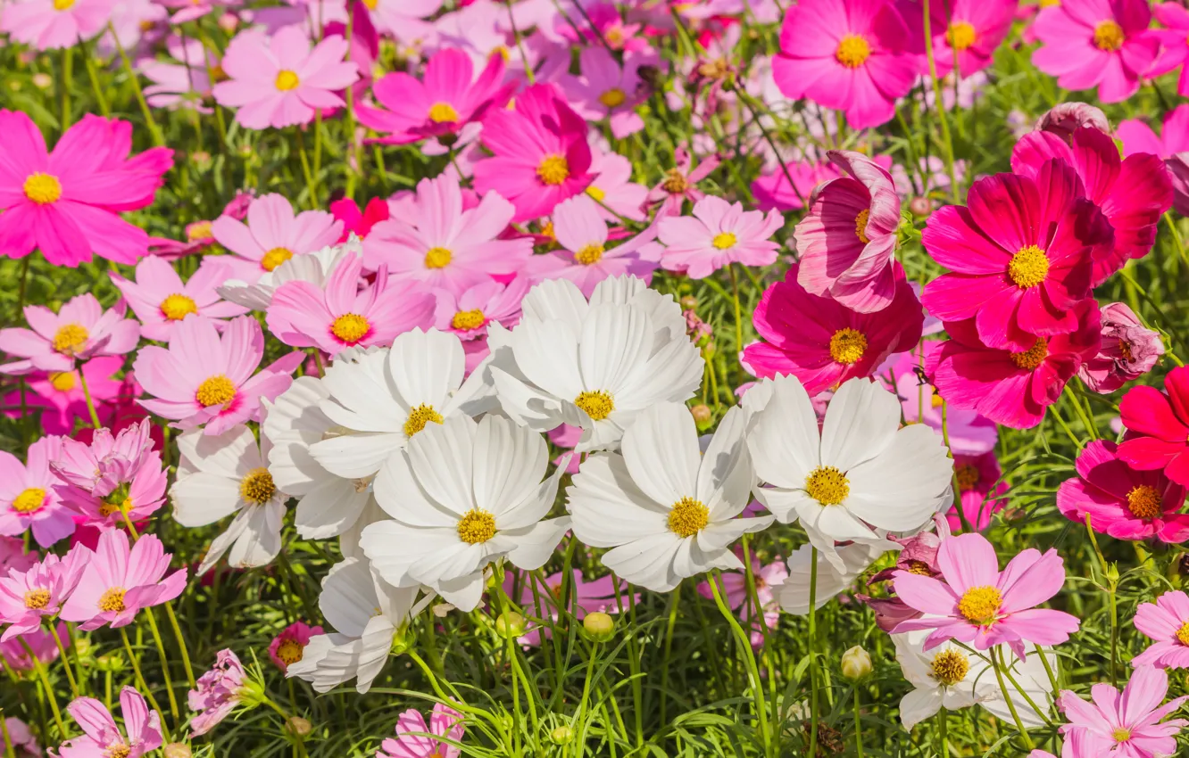 Photo wallpaper field, summer, flowers, colorful, meadow, summer, pink, white