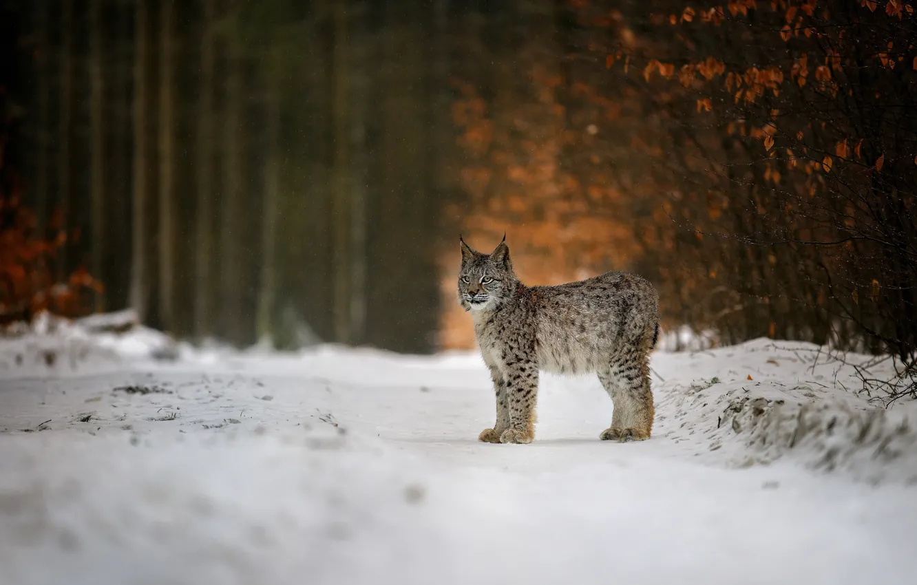 Photo wallpaper winter, forest, snow, nature, animal, predator, lynx