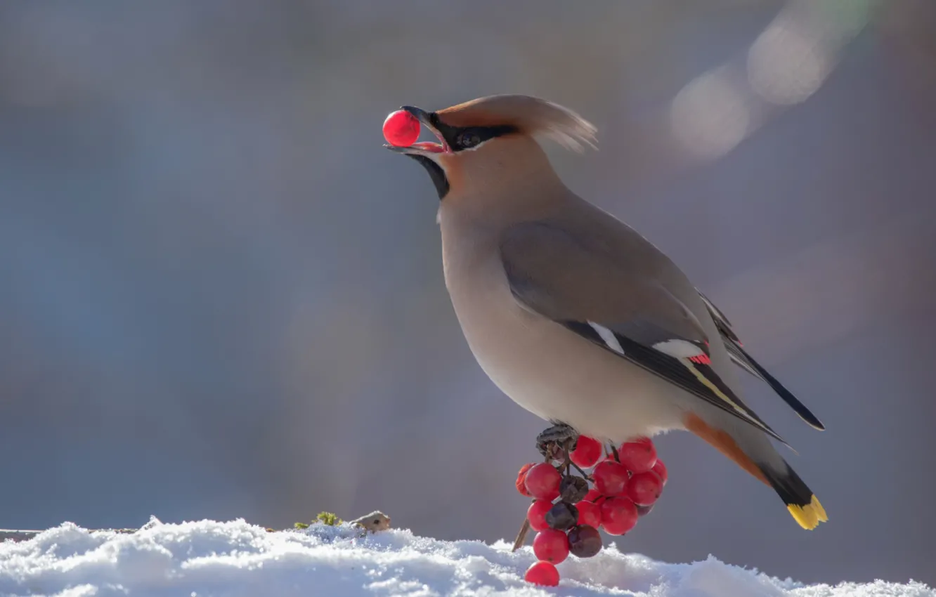 Photo wallpaper bird, Kalina, crest, the Waxwing