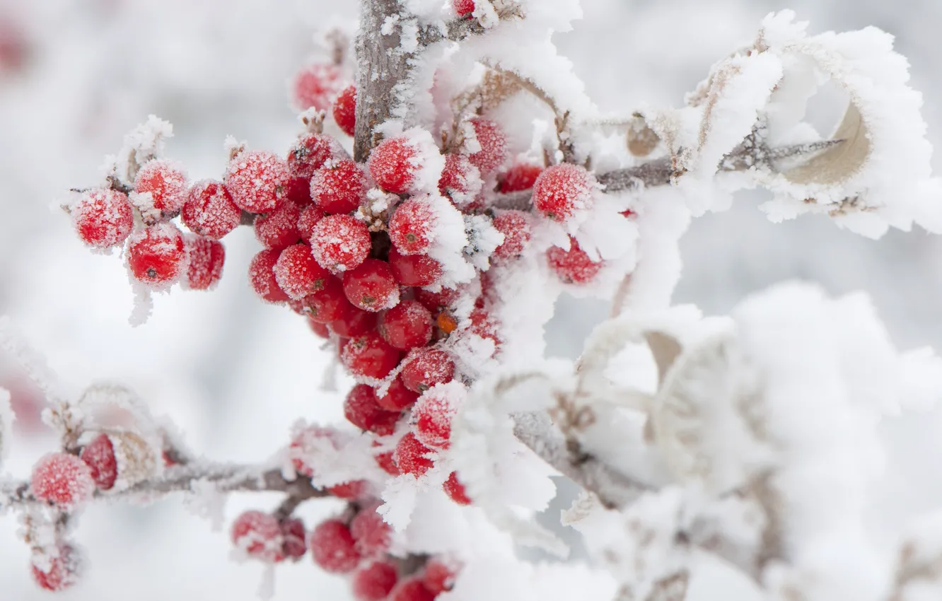 Photo wallpaper winter, frost, snow, berries, Rowan