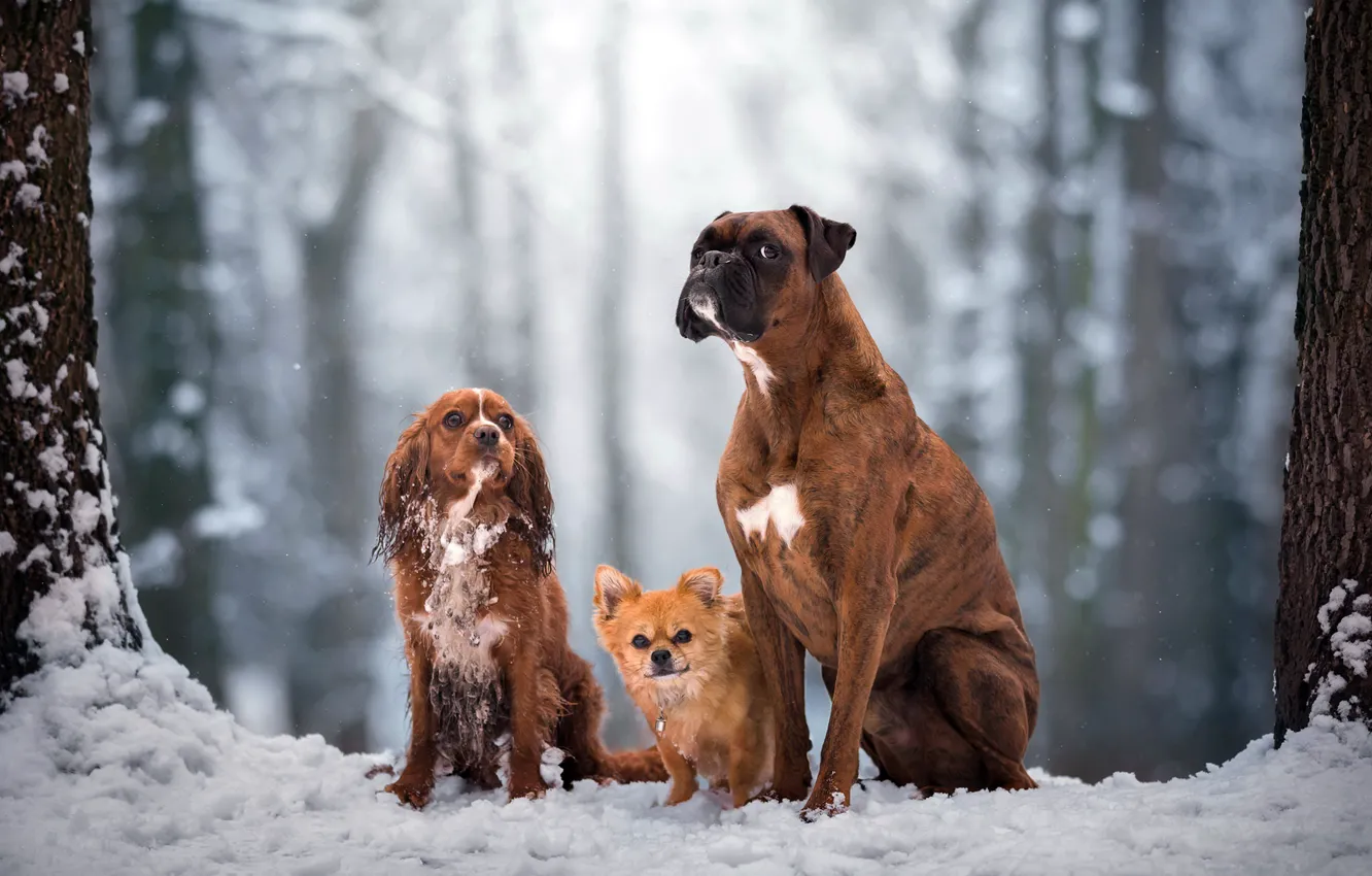 Photo wallpaper dogs, nature, friends