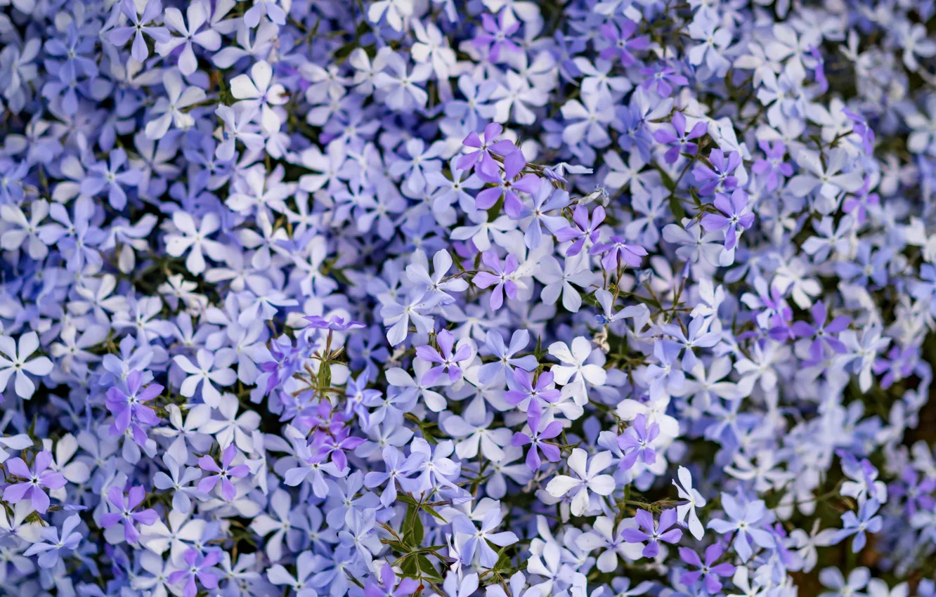 Photo wallpaper flowers, lilac, Phlox